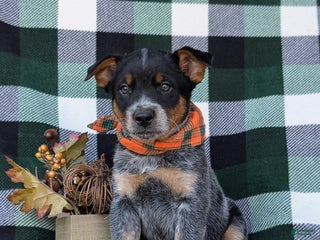 Australian Cattle Dog dogs - Ad 35