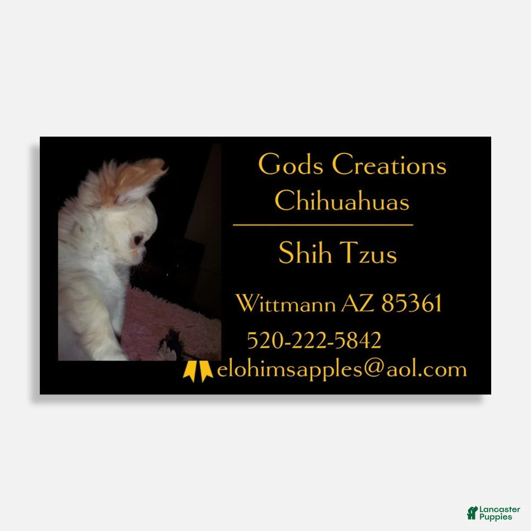 Chihuahua dogs for sale: Chihuahua Puppy 1 - Ad 4