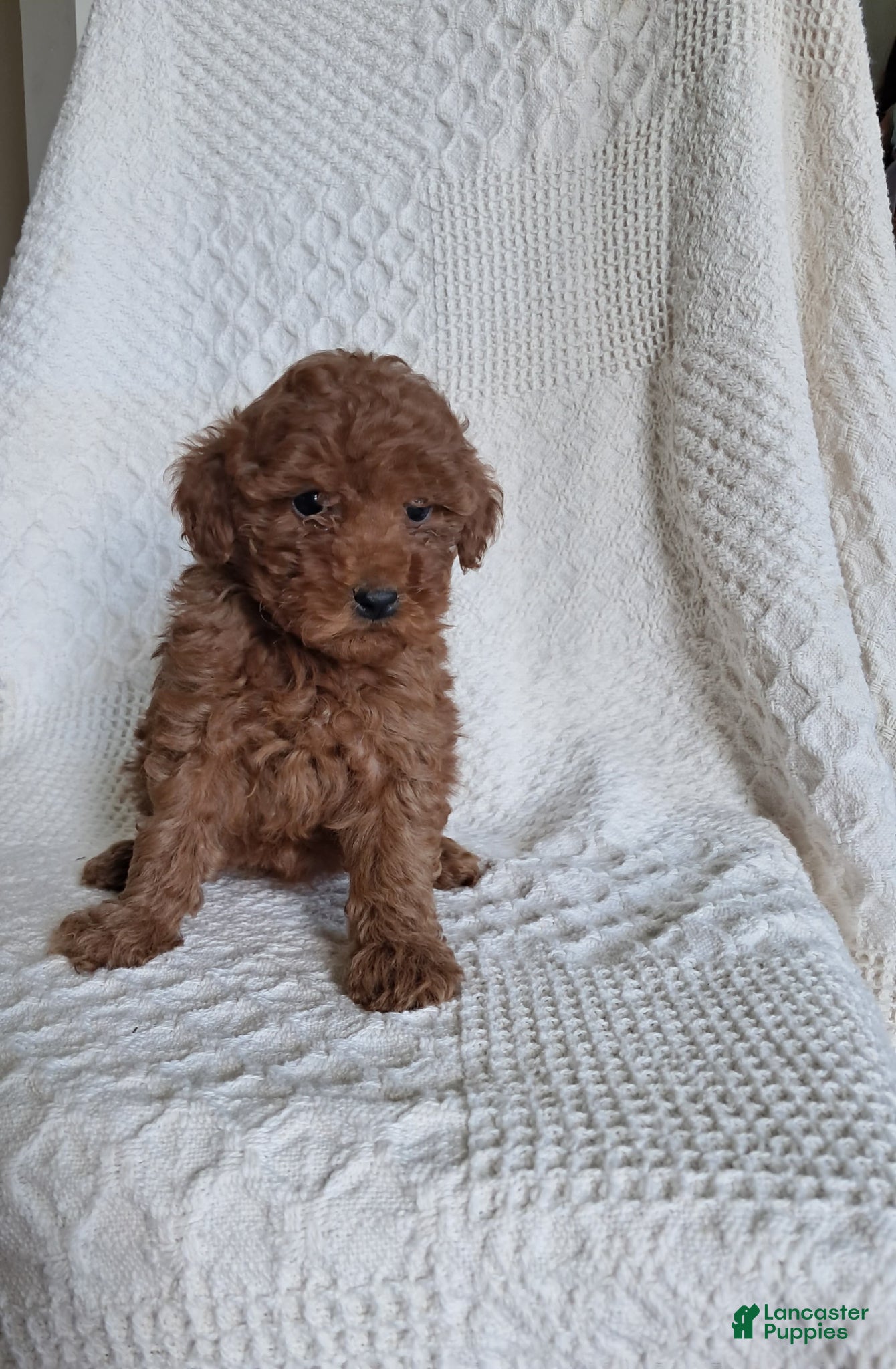 Miniature Poodle dogs Daisy - Ad 1