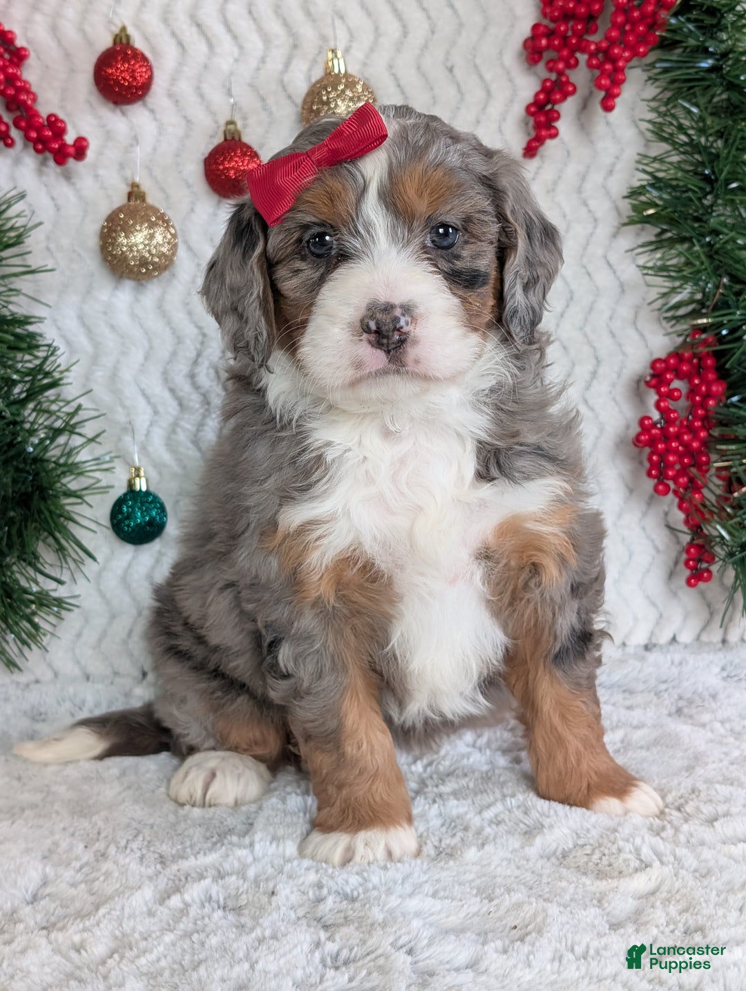 Mini Bernedoodle dogs for sale: Mini Darcy  - Ad 9