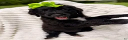 Bernedoodle dogs for sale: Green Bells - Ad 2