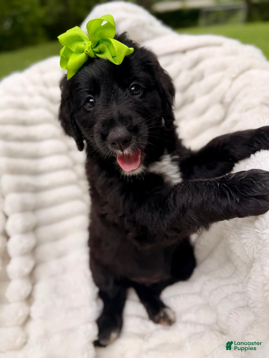 Bernedoodle dogs for sale: Green Bells - Ad 2