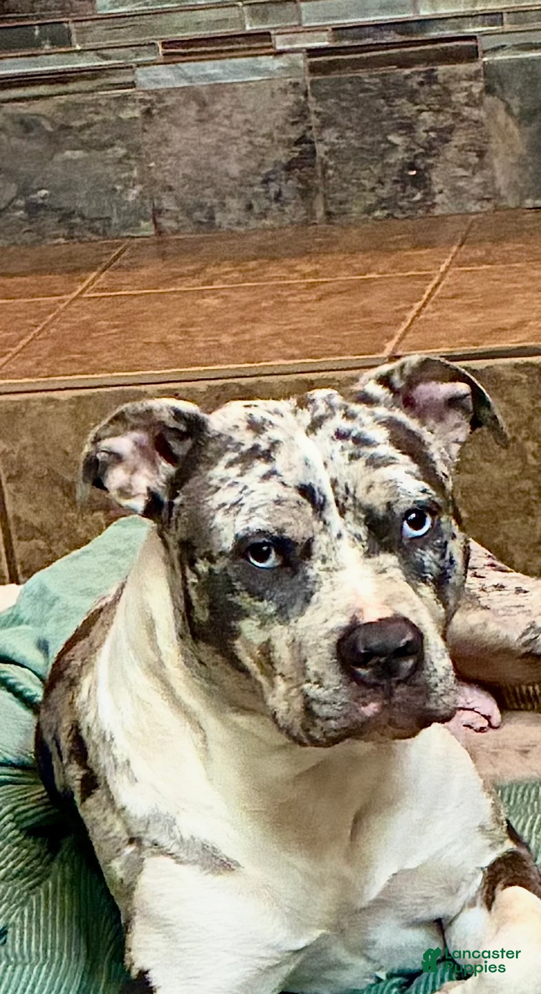 American Bully dogs for sale: Allister - Ad 2