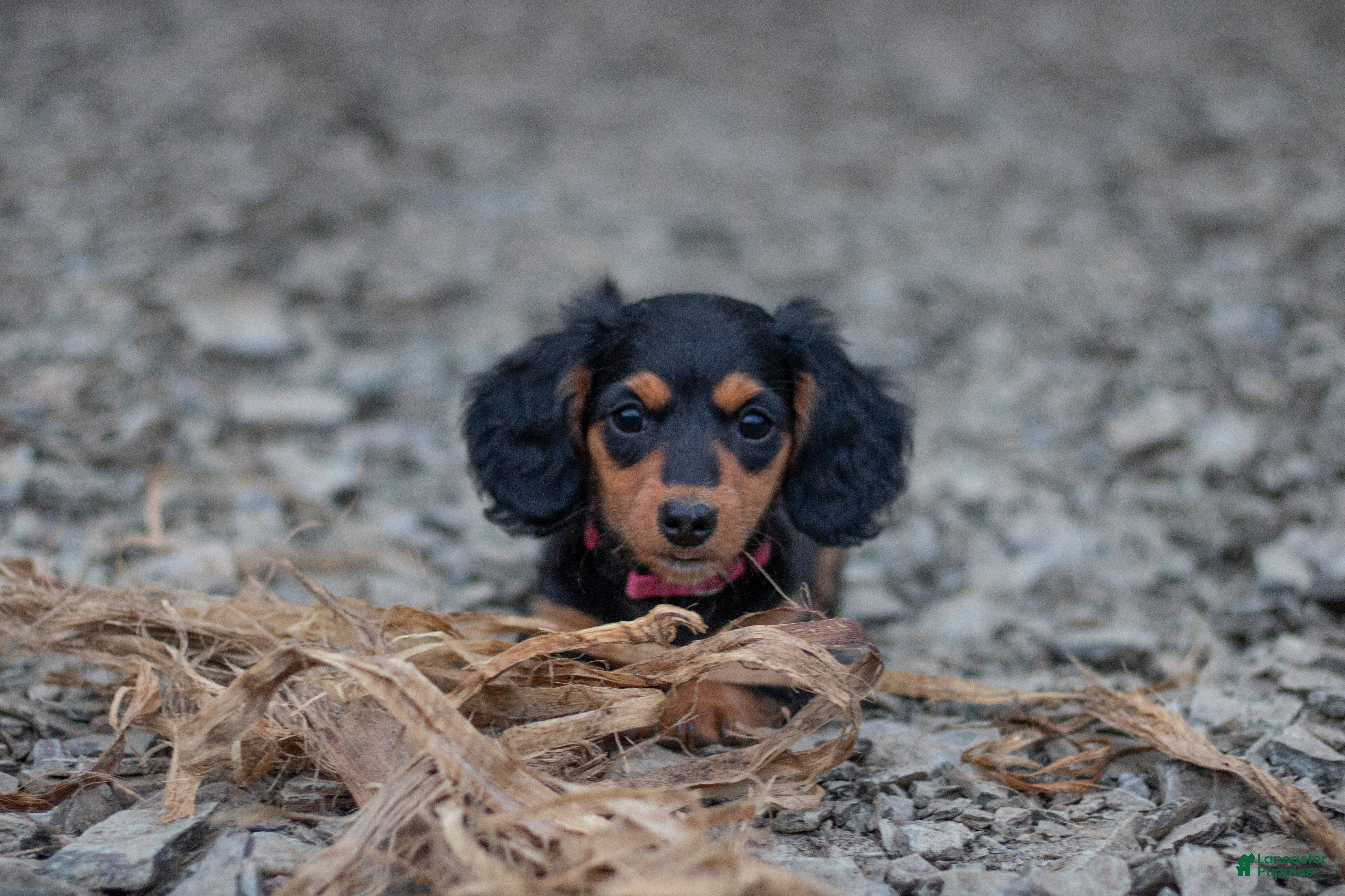 Miniature Dachshund dogs Agatha - Ad 10