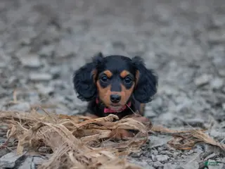 Miniature Dachshund dogs Agatha - Ad 10