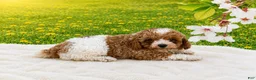 Miniature Poodle dogs for sale: Teddy - Ad 4