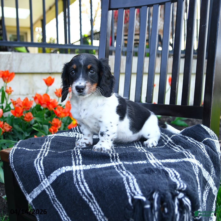 Miniature Dachshund dogs Digger - Ad 2