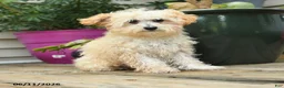 Toy Poodle dogs for sale: Percy - Ad 2