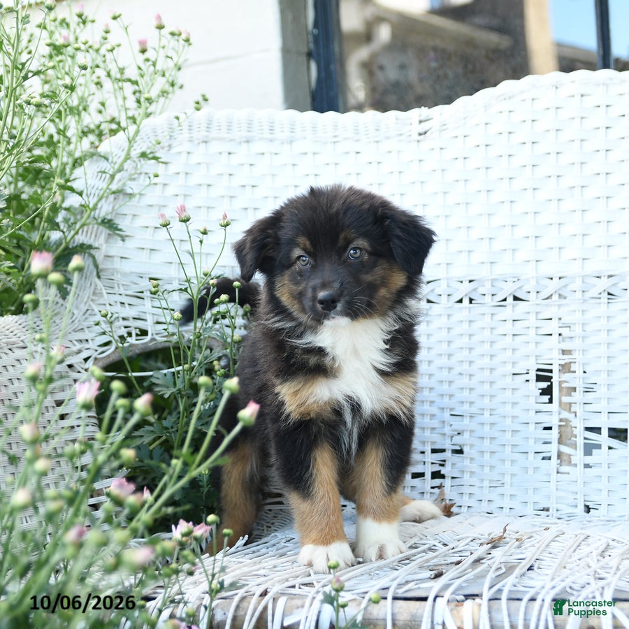 Australian Shepherd dogs Sage - Ad 1