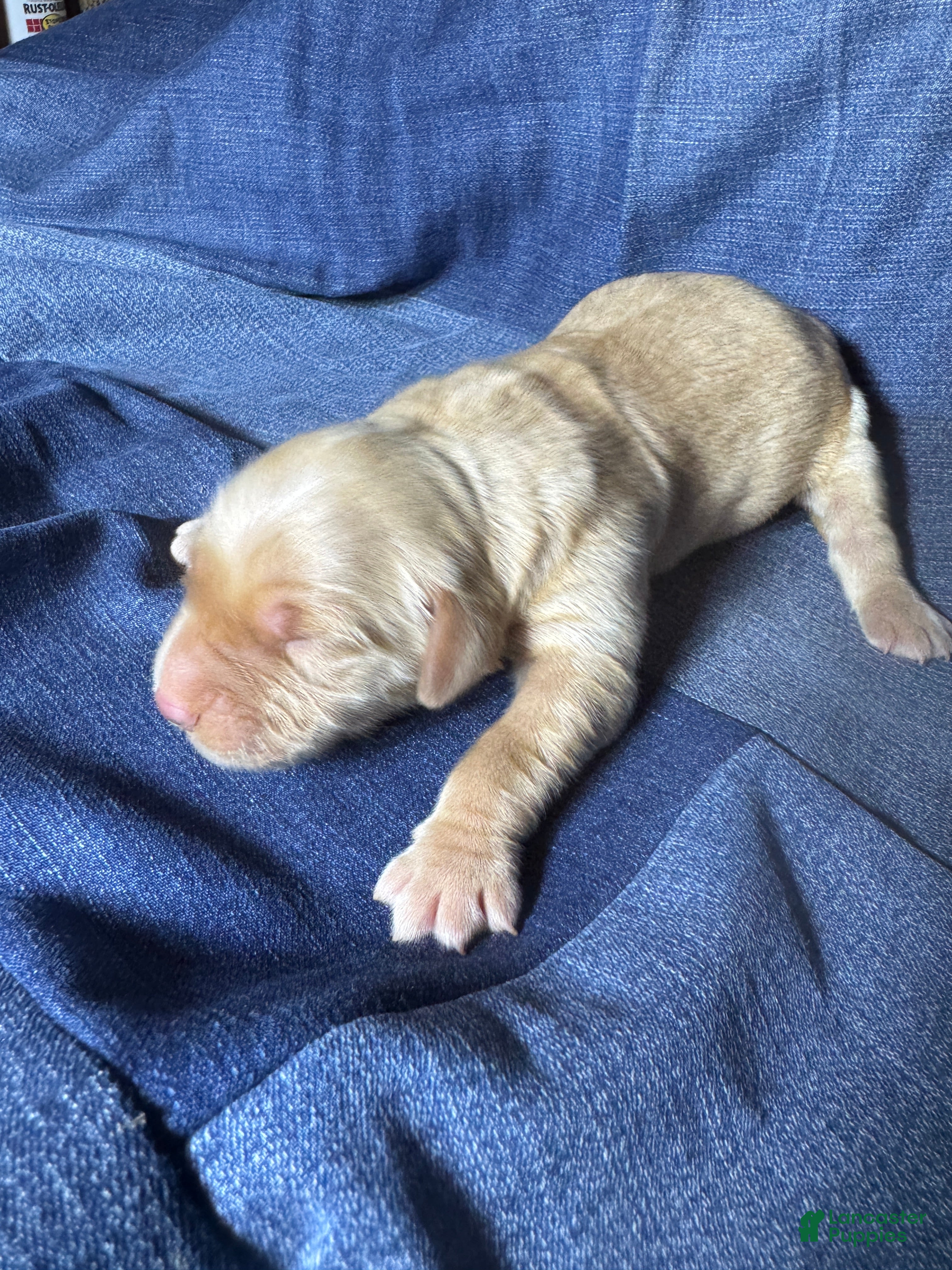 Golden Retriever dogs Liv - AKC, Genetically Clear - Ad 20