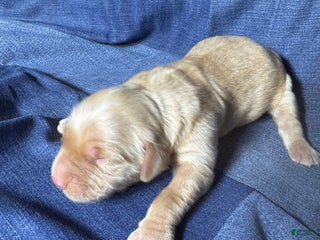 Golden Retriever dogs Liv - AKC, Genetically Clear - Ad 13