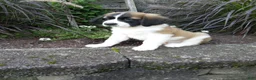 Saint Bernard dogs for sale: Carla  - Ad 4