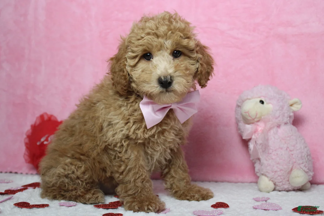 Toy Poodle dogs for sale: Garnet - Ad 7