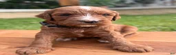 Irish Doodle dogs for sale: Maple - Ad 7