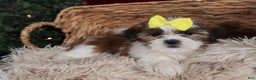 Shih Tzu dogs for sale: Norrie - Ad 25