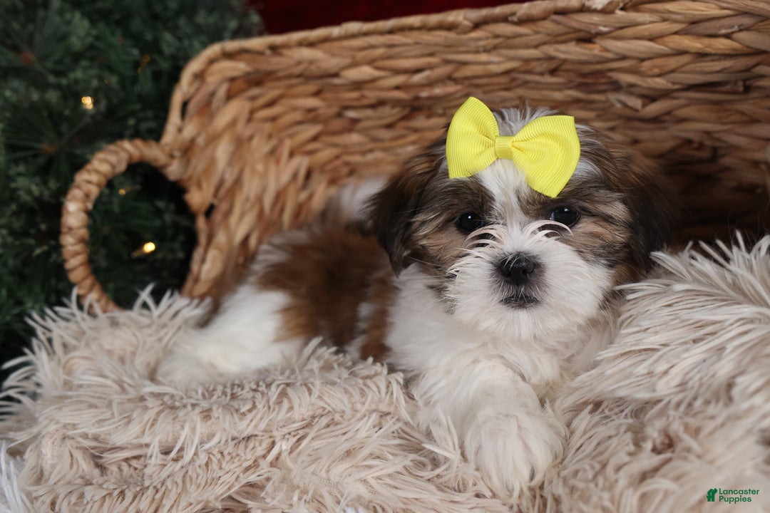 Shih Tzu dogs for sale: Norrie - Ad 25