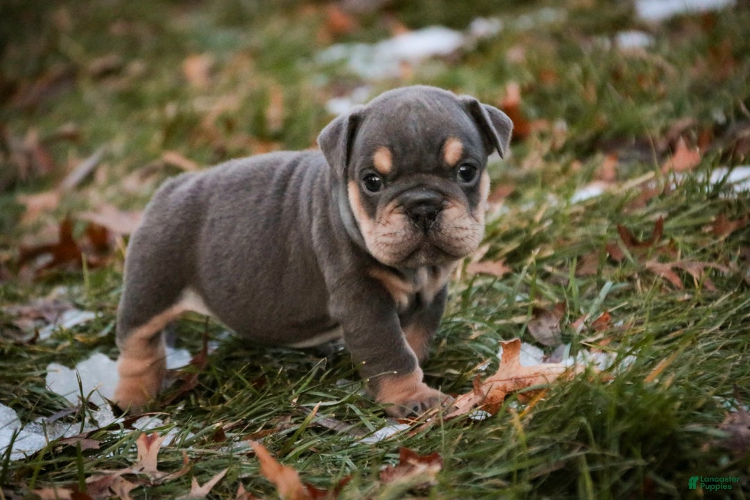 English Bulldog dogs for sale: Xena - Ad 2