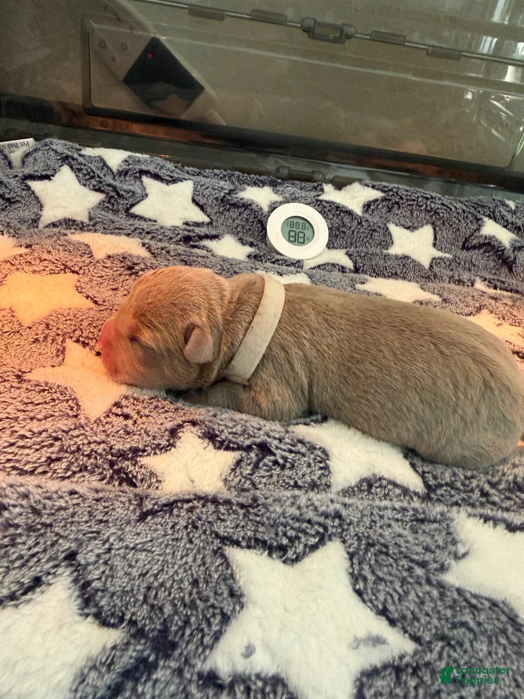 American Bully dogs for sale: American Bully 9 - Ad 2