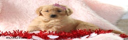 Golden Retriever dogs for sale: Laina - Ad 1