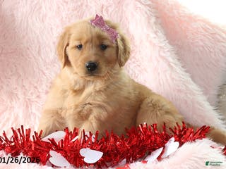 Golden Retriever dogs Laina - Ad 5