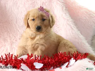 Golden Retriever dogs Laina - Ad 37