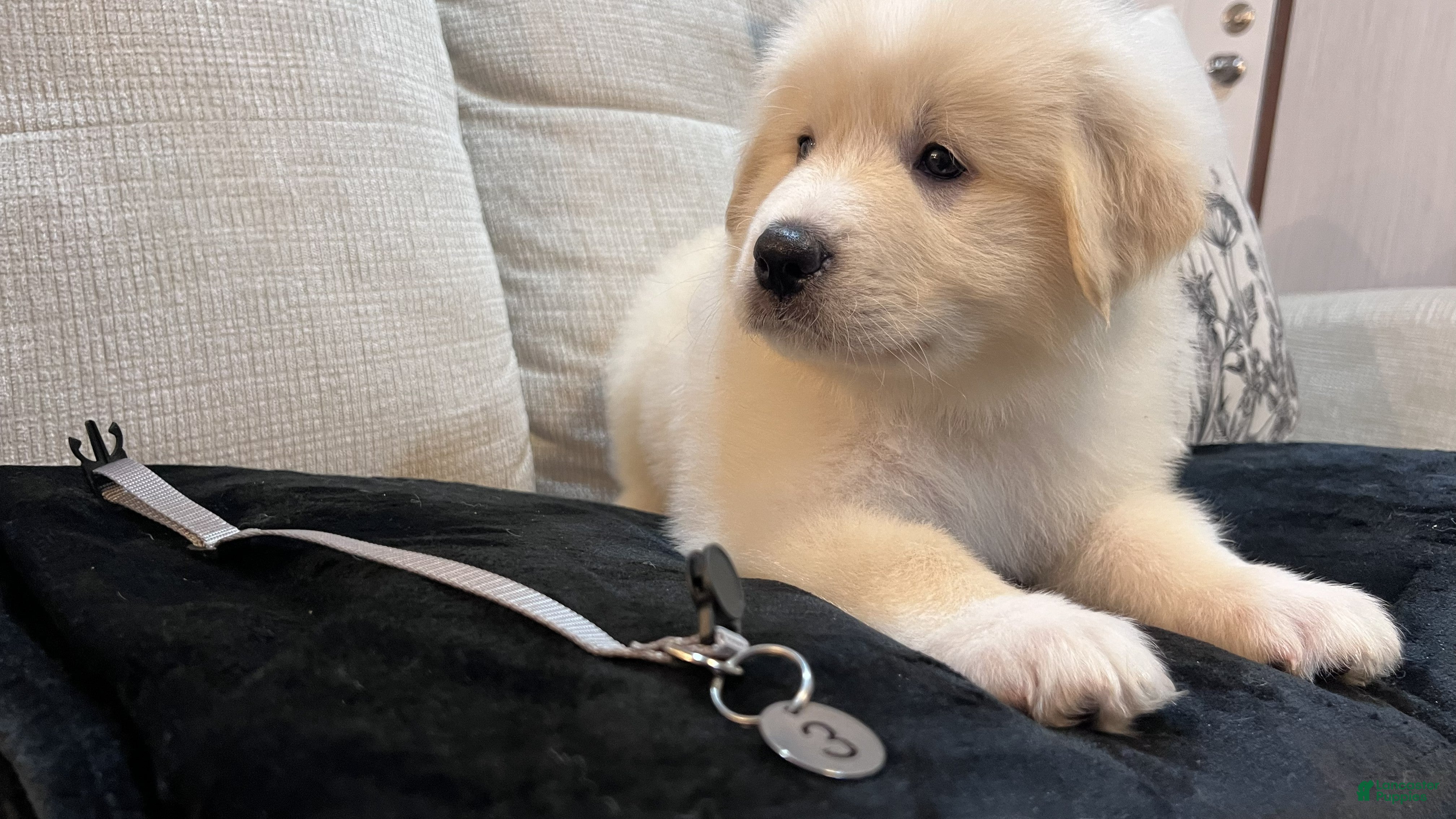Great Pyrenees dogs Cypress - Gray Collar - Ad 1