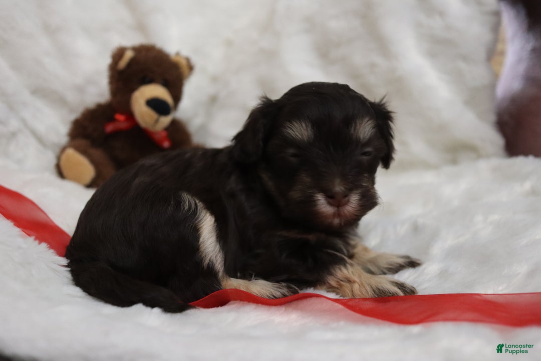 Havanese dogs for sale: Hershey Kiss - Ad 3