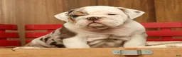 English Bulldog dogs for sale: Gucci - Ad 7