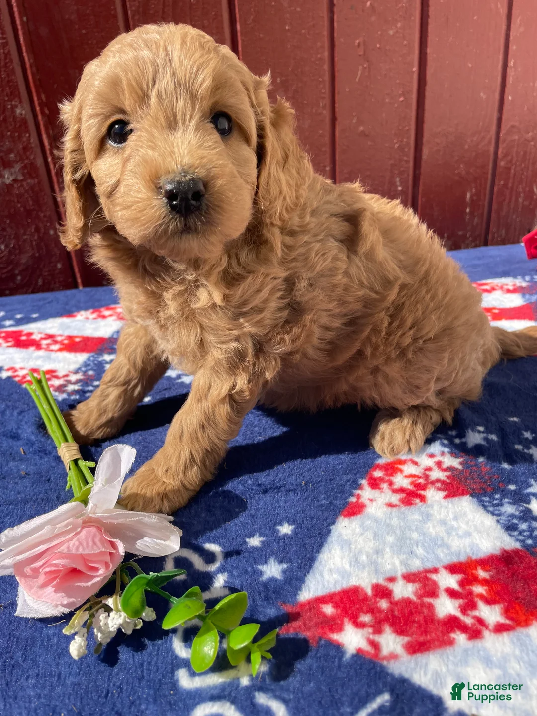 Mini Goldendoodle dogs for sale: Ruby - Ad 4