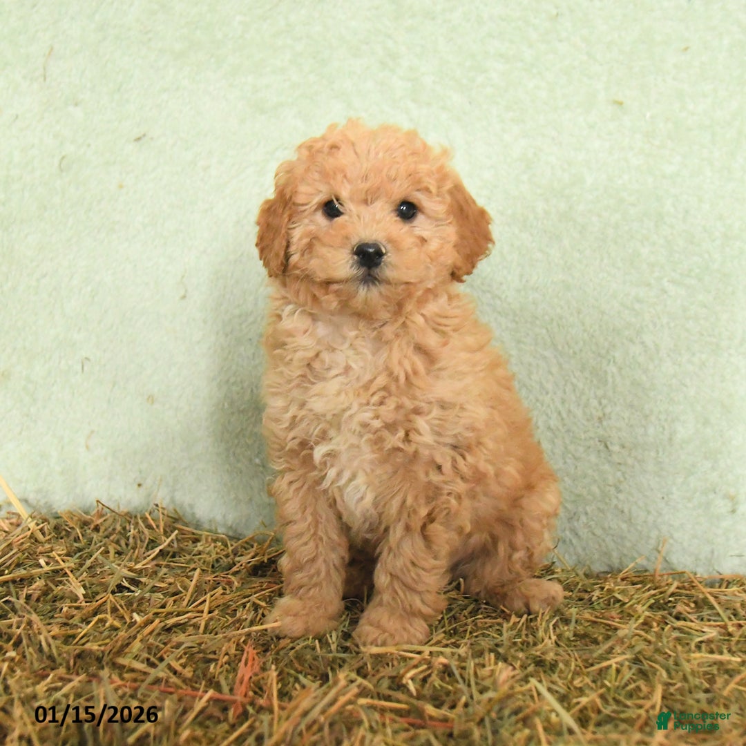 Mini Goldendoodle dogs for sale: Brady  - Ad 2