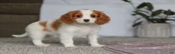 Cavalier King Charles Spaniel dogs for sale: Colson - Ad 6