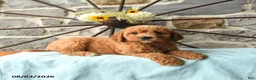 Mixed Breed dogs for sale: Link - Ad 3