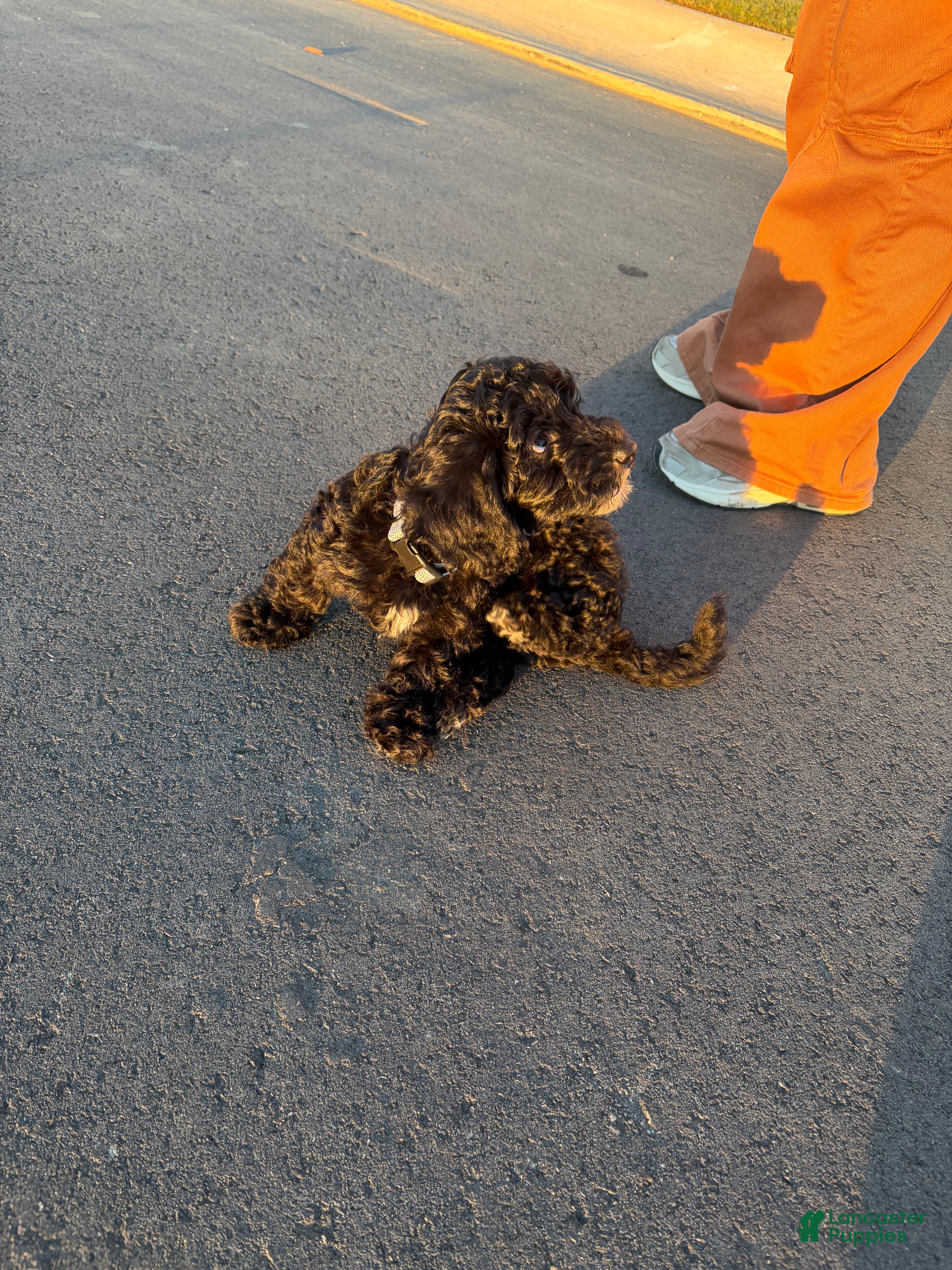 Mini Bernedoodle dogs for sale: Mini Bernedoodle 1 - Ad 10