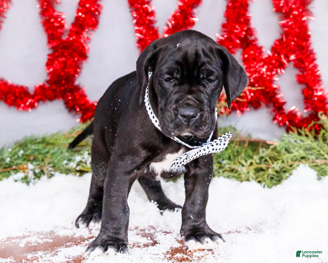 Great Dane dogs for sale: Carol - Ad 12