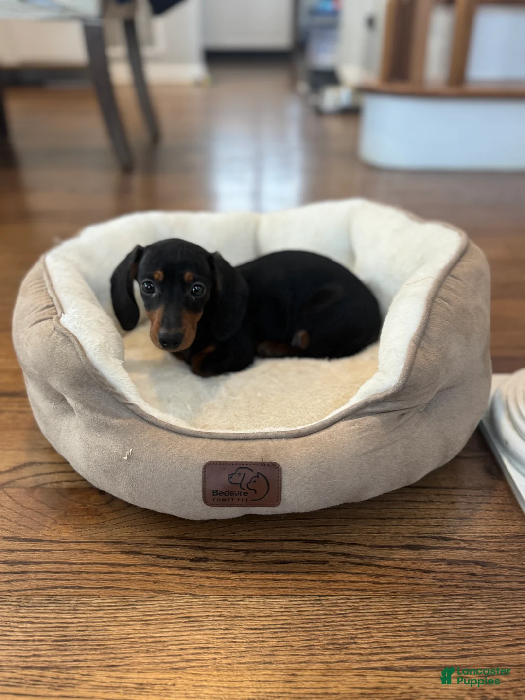 Miniature Dachshund dogs for sale: Twinkle - Ad 1