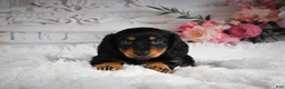 Miniature Dachshund dogs for sale: AKC-Alice - Ad 6