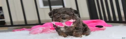 Miniature Poodle dogs for sale:  Brinley - Ad 7
