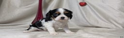 Cavalier King Charles Spaniel dogs for sale: Ruby - Ad 10