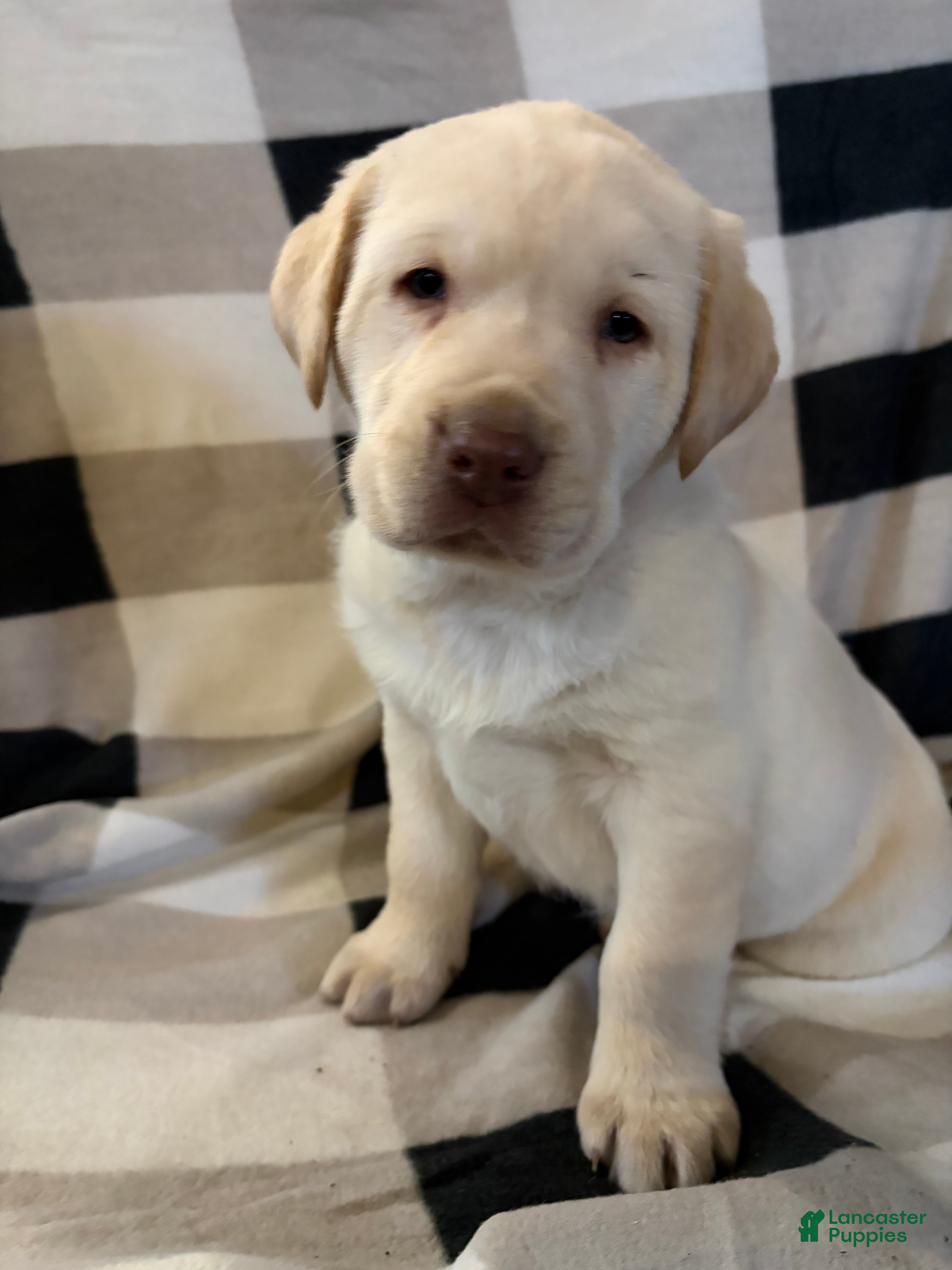 Labrador Retriever dogs  Puppy 3 - Ad 17