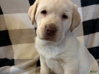 Labrador Retriever dogs Puppy 3 - Ad 34