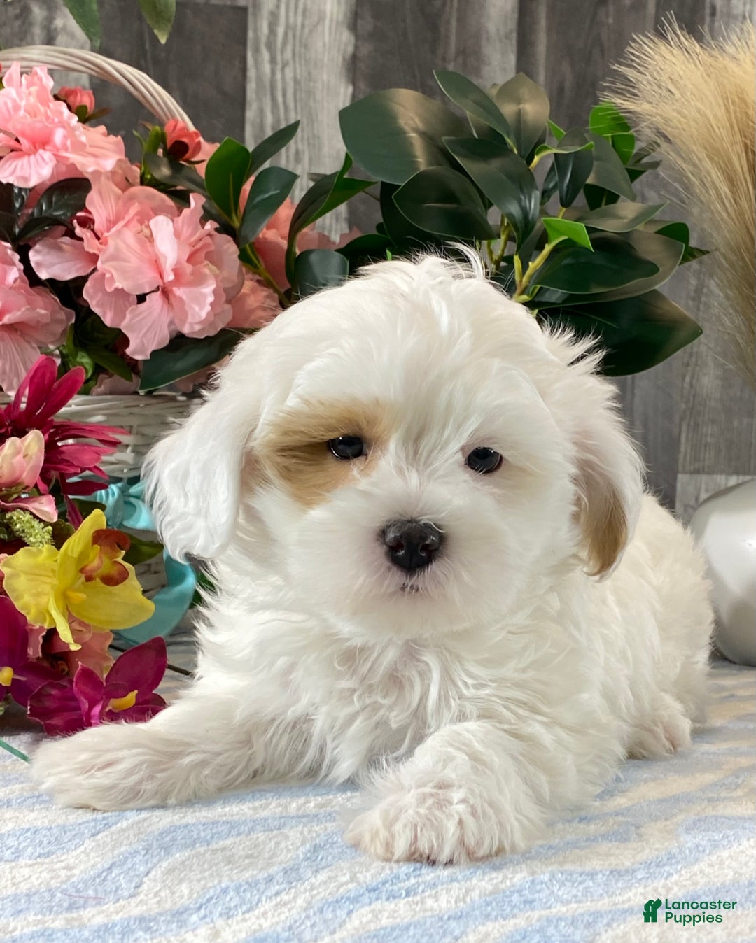 Shihpoo dogs for sale: Jimmy  - Ad 1