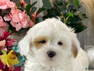 Shihpoo dogs Jimmy - Ad 11