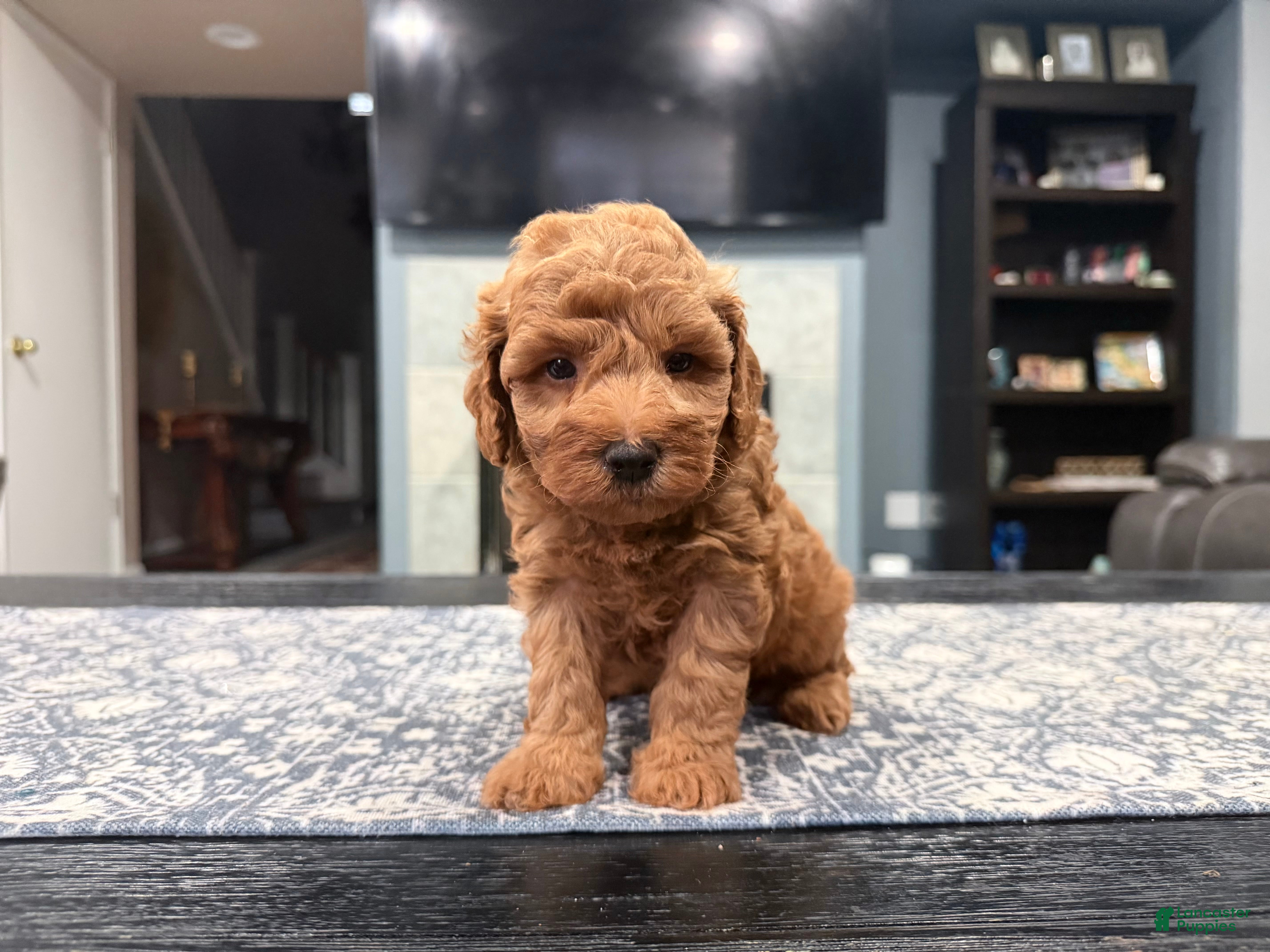 Mini Goldendoodle dogs for sale: Mini Goldendoodle 2 - Ad 2