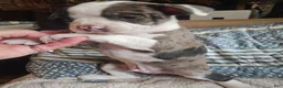 Frenchton dogs for sale: Rocky male frenchton - Ad 7
