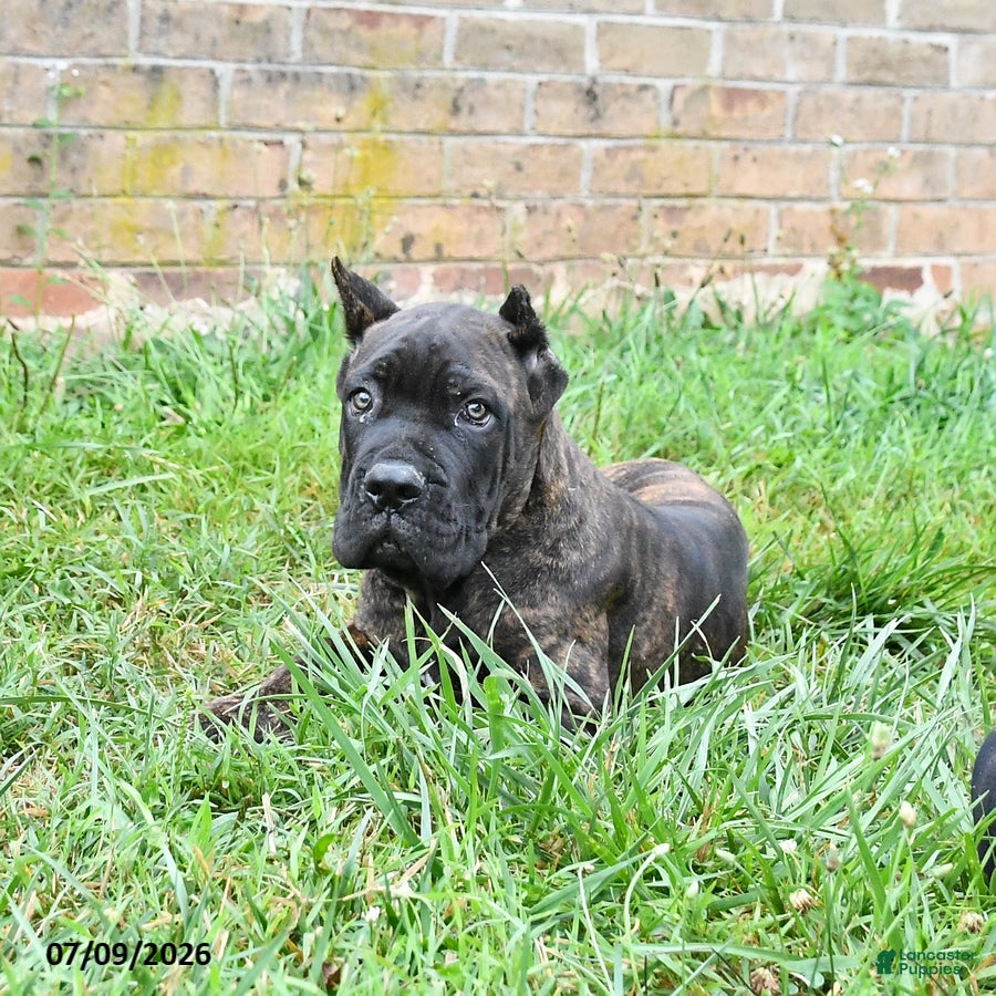 Cane Corso dogs Dawson - Ad 2