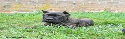 Cane Corso dogs for sale: Dawson - Ad 2