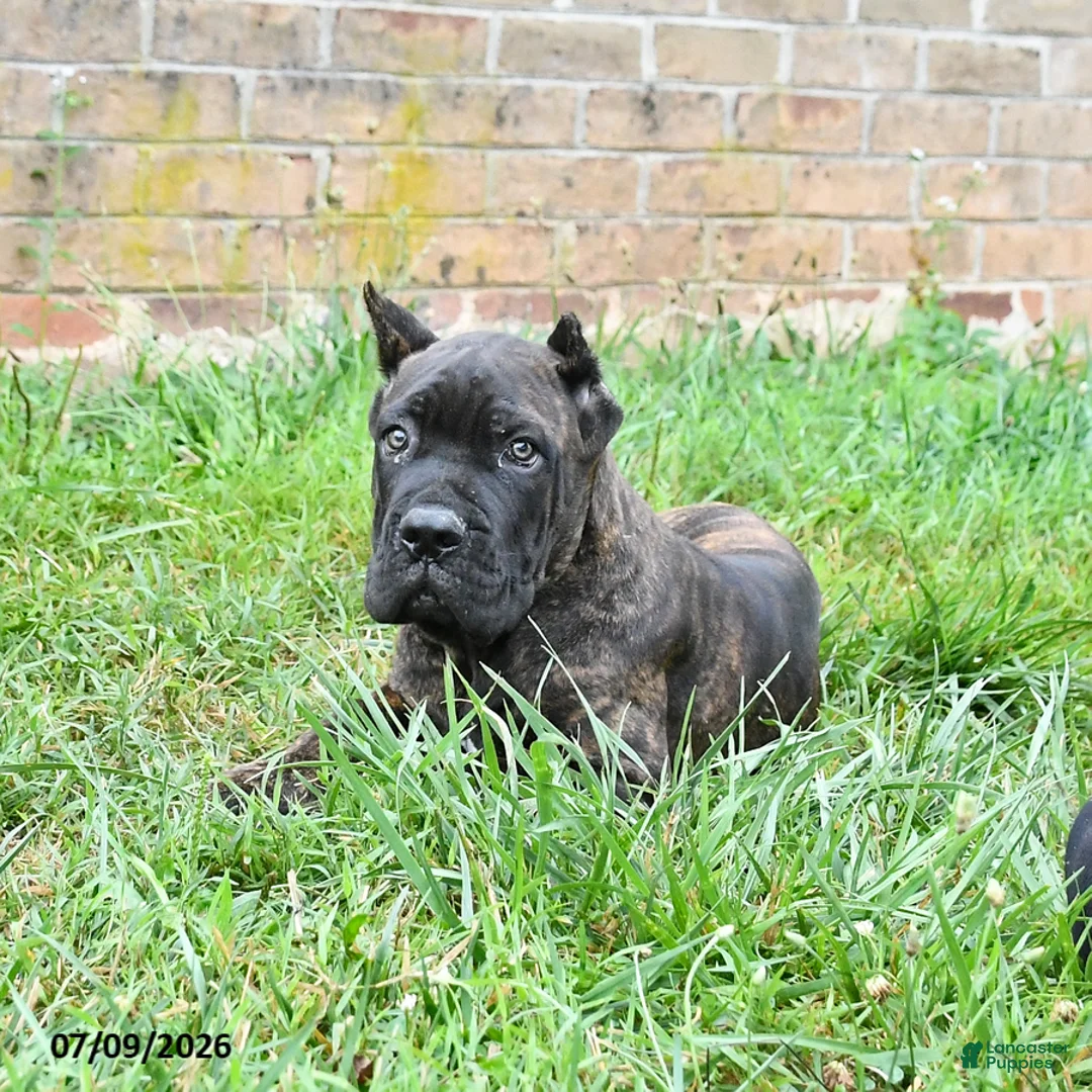 Cane Corso dogs for sale: Dawson - Ad 2