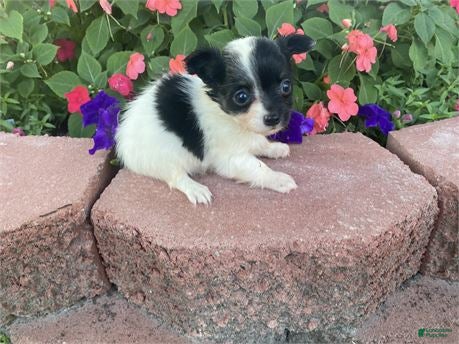 Chihuahua dogs Chihuahua Puppy 2 - Ad 22