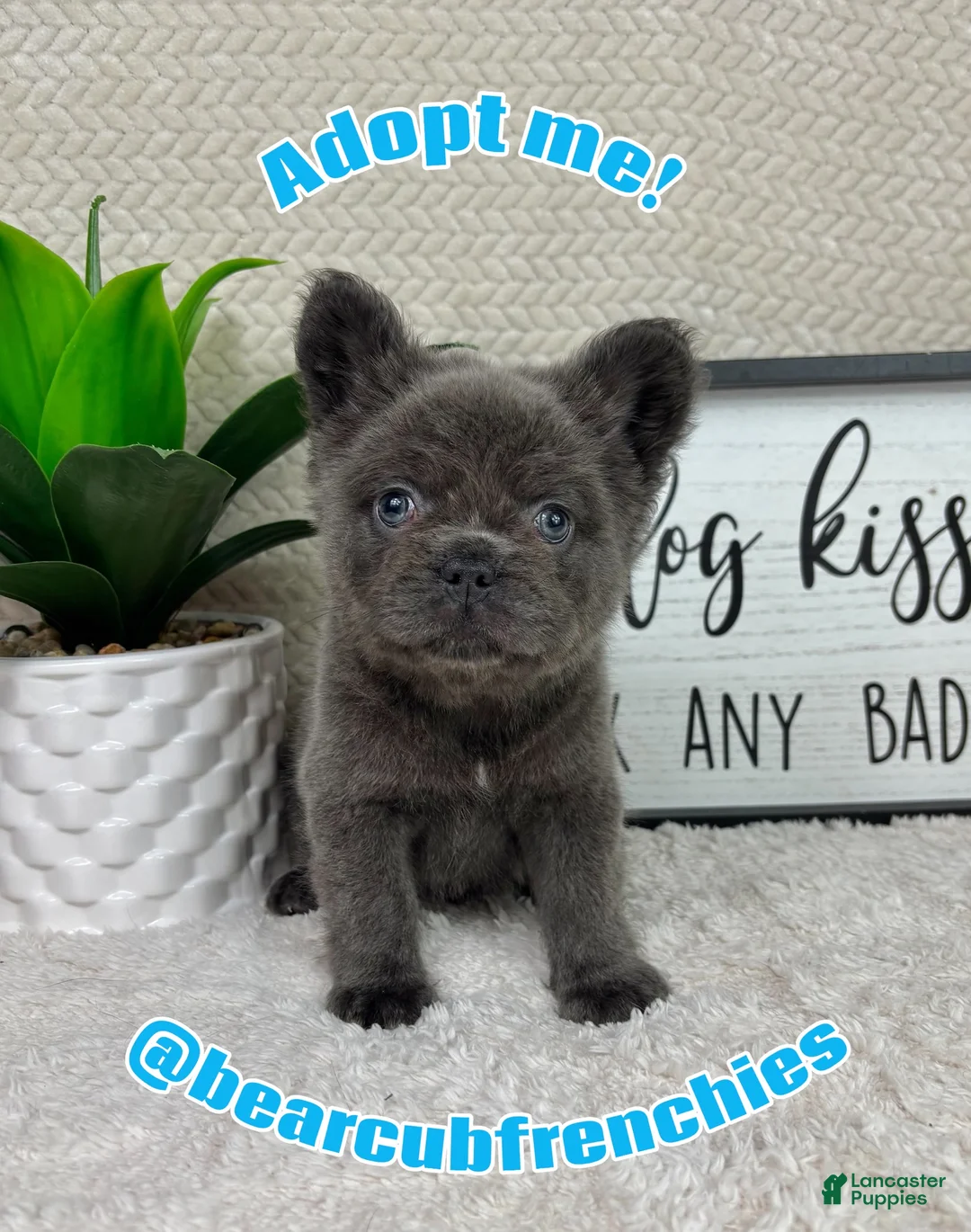 French Bulldog dogs for sale: Blue big rope male - Ad 1