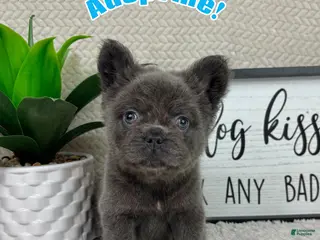 French Bulldog dogs Blue big rope male - Ad 11